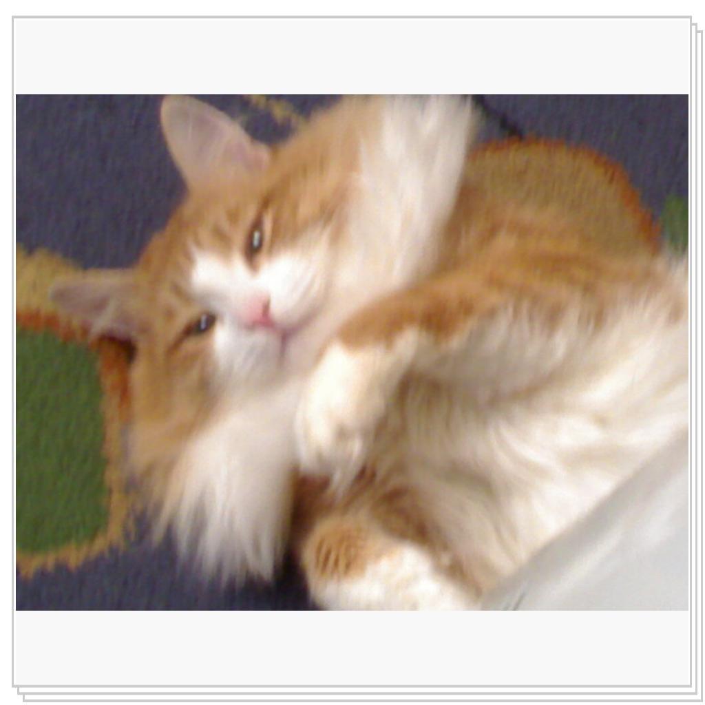 Мой котэ Вэлиодонс