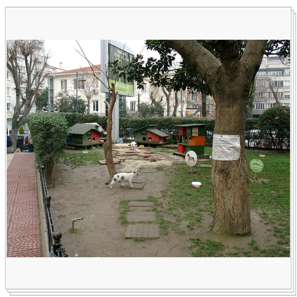 Кошки Турции