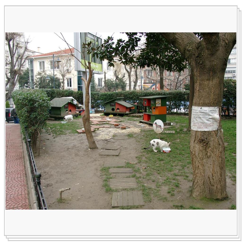 Кошки Турции