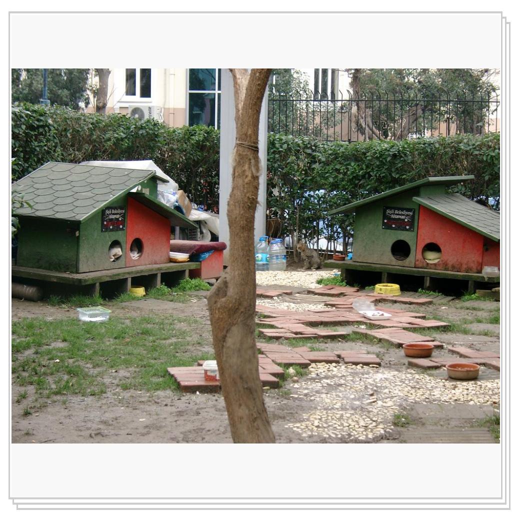 Кошки Турции