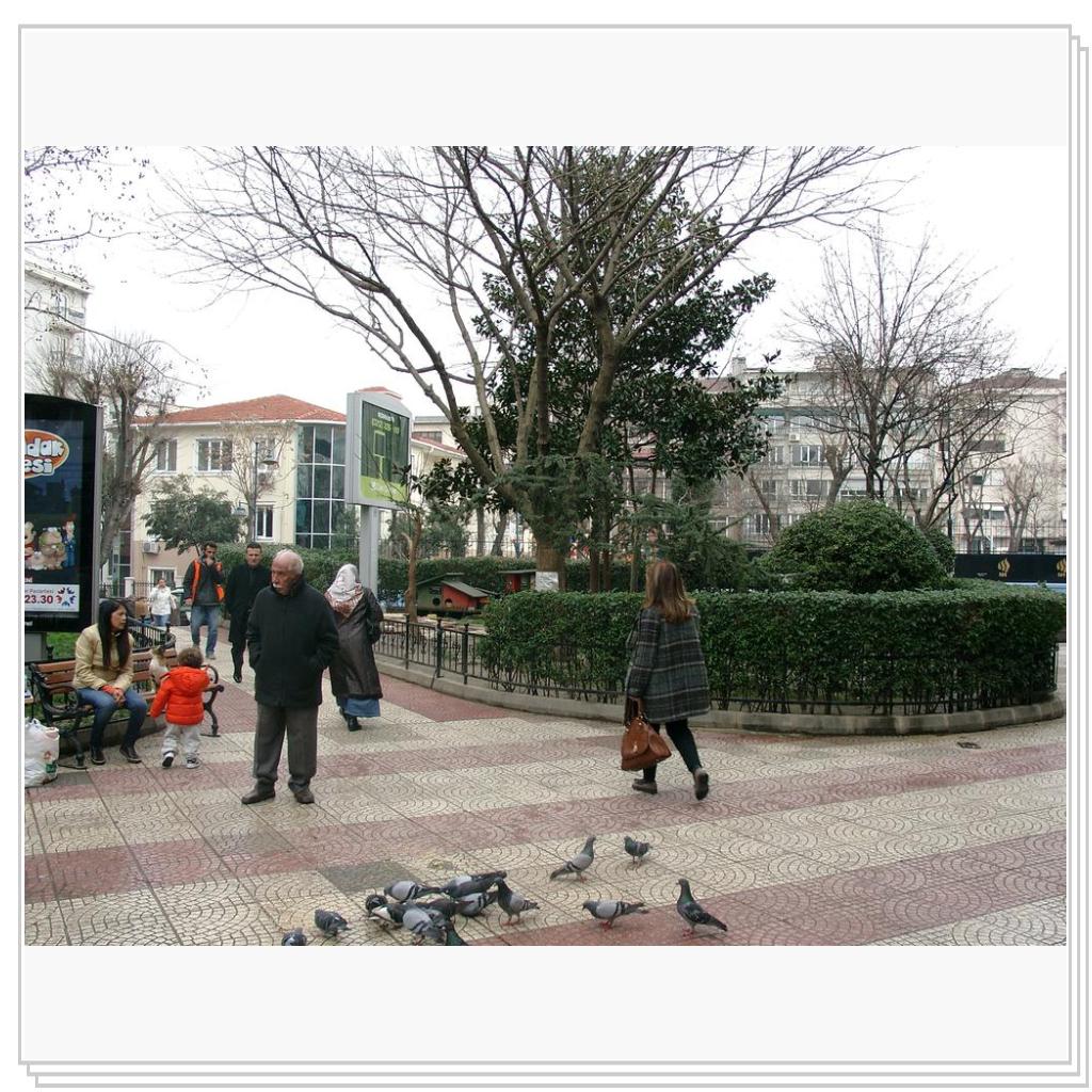 Кошки Турции