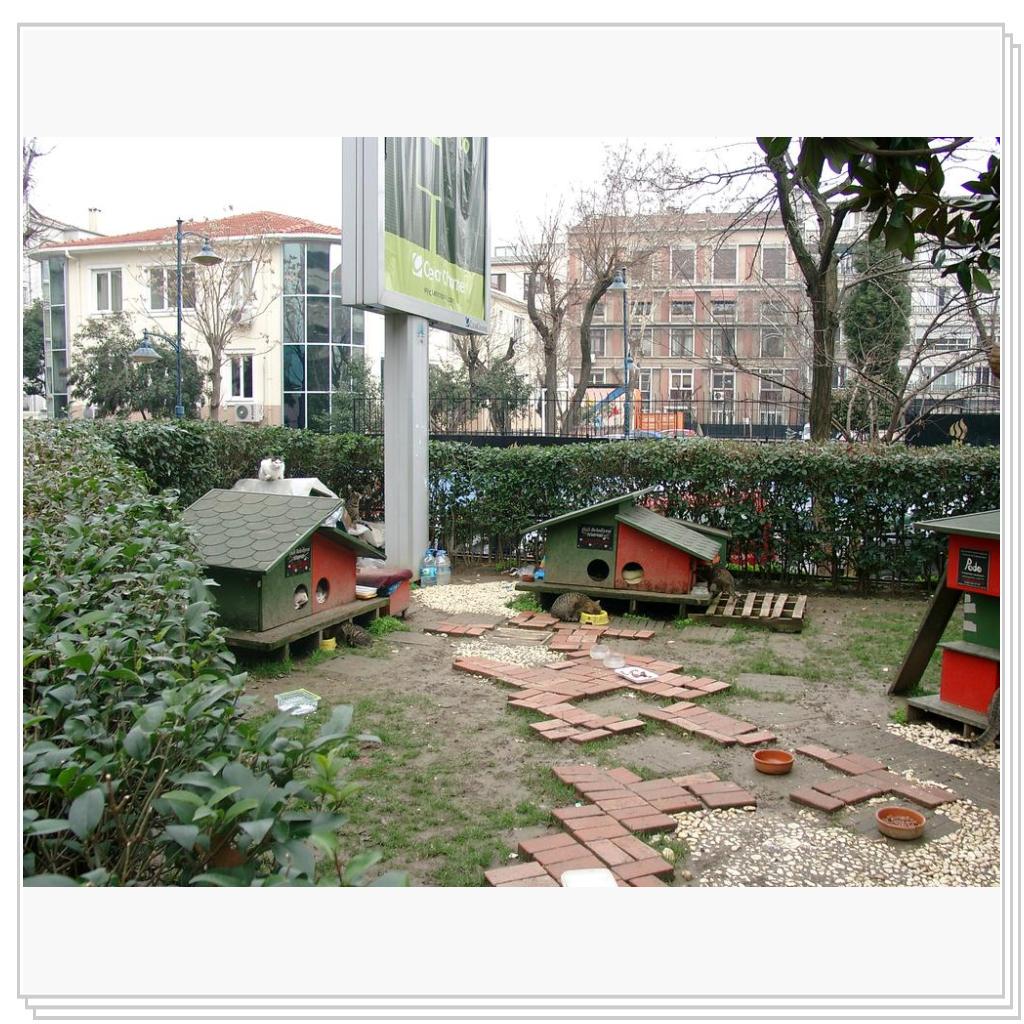 Кошки Турции