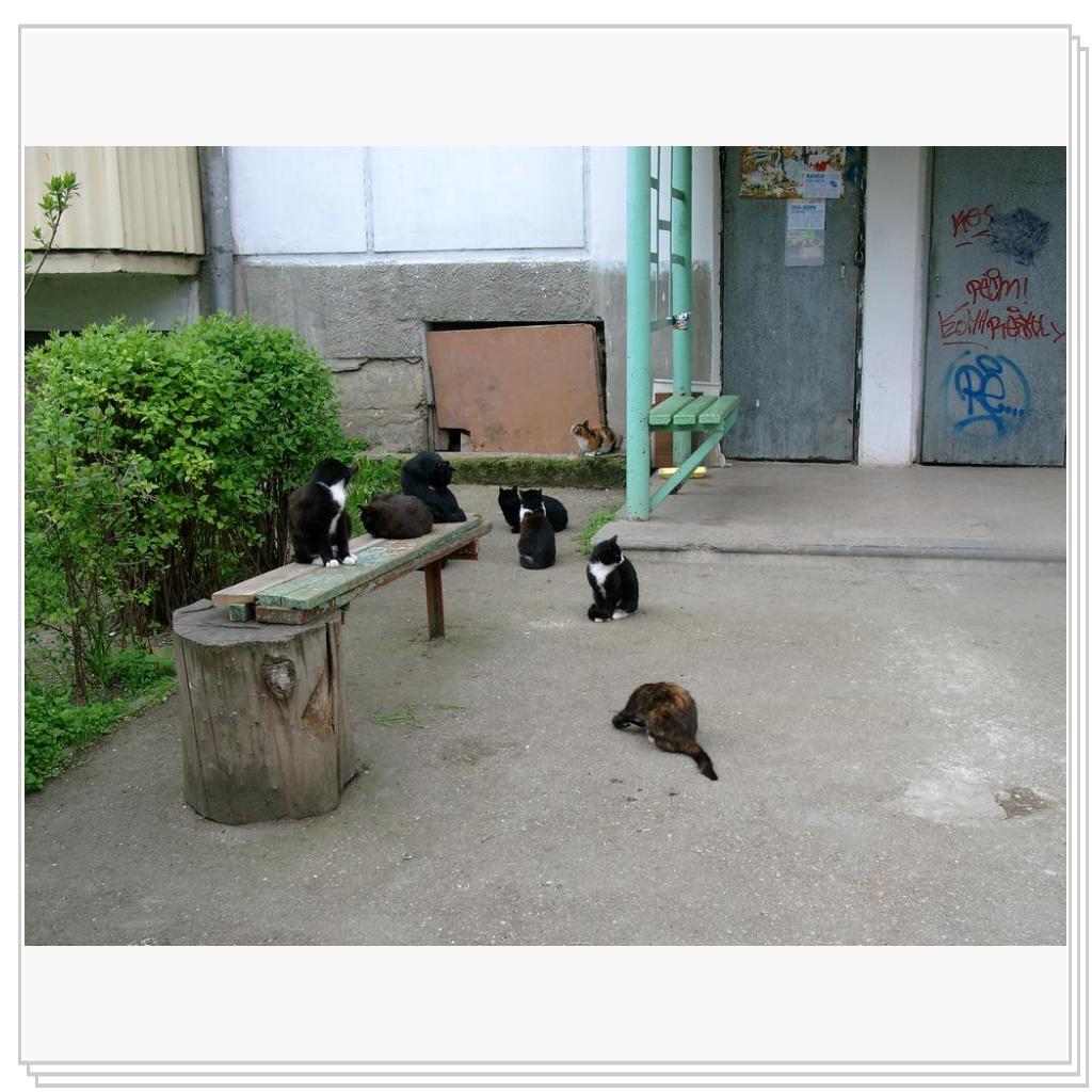 возле одного из подъездов в Феодосии