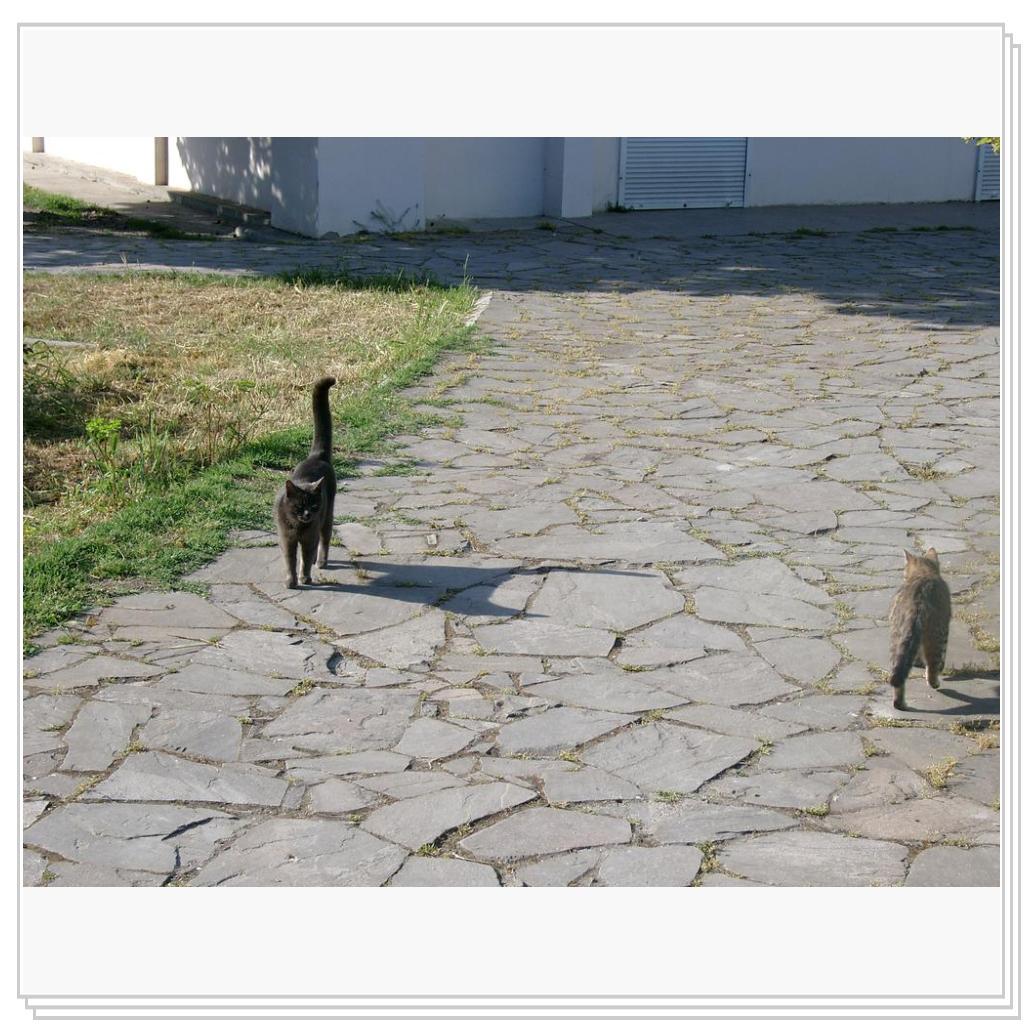 кошки Херсонеса