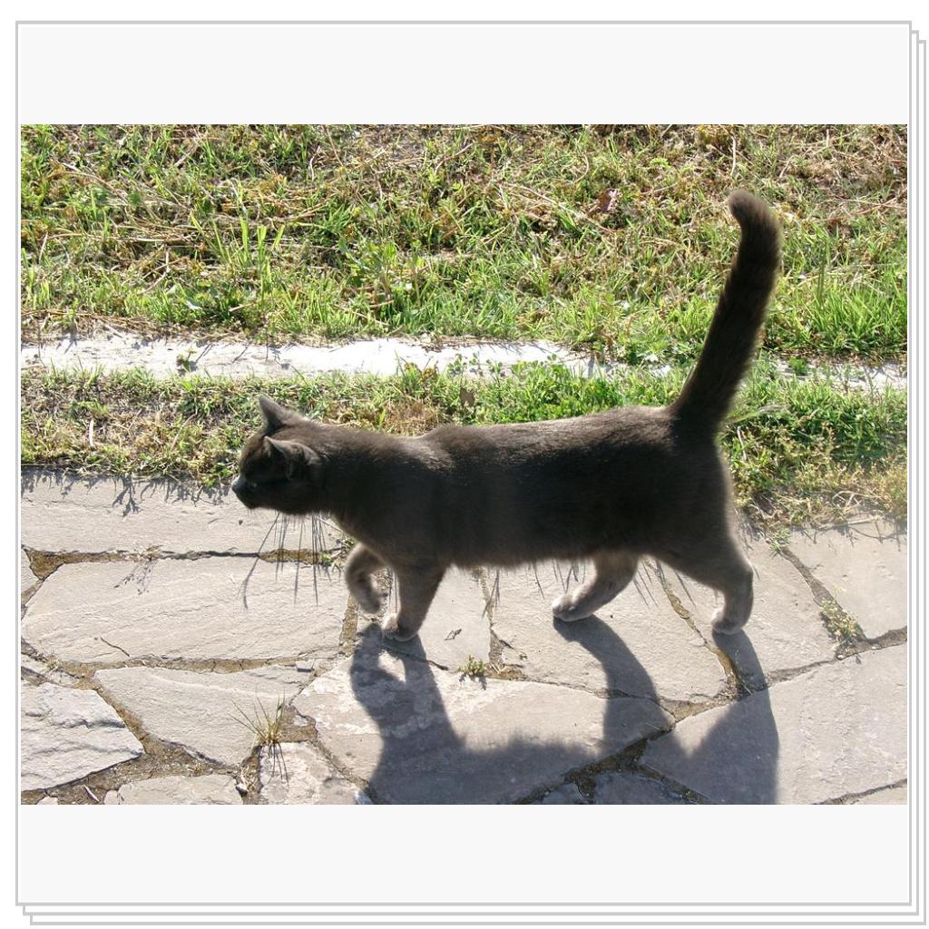 кошки Херсонеса