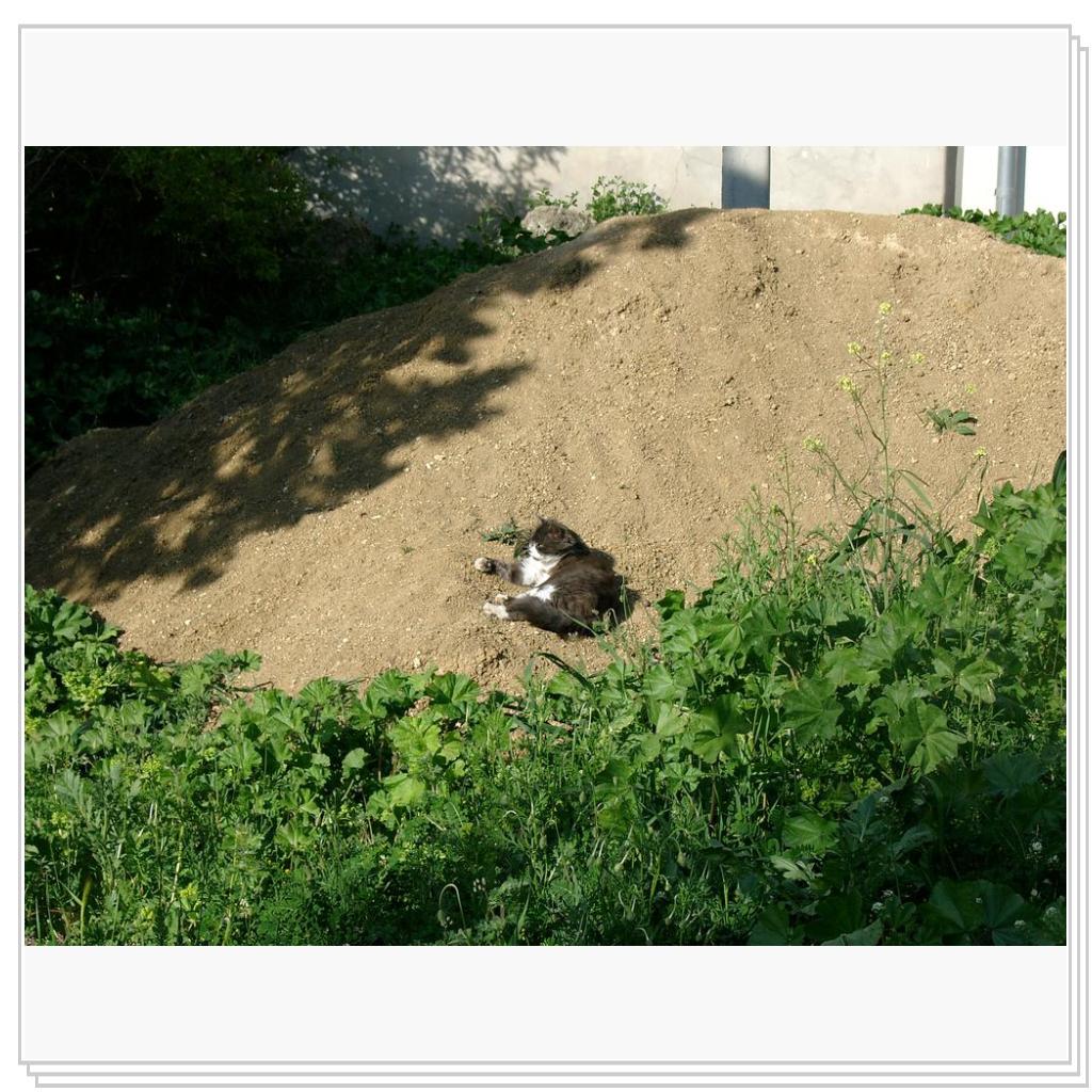 кошки Херсонеса