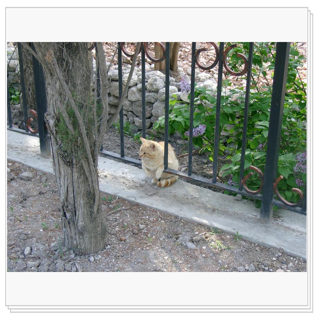 Рыжий кот из Херсонеса