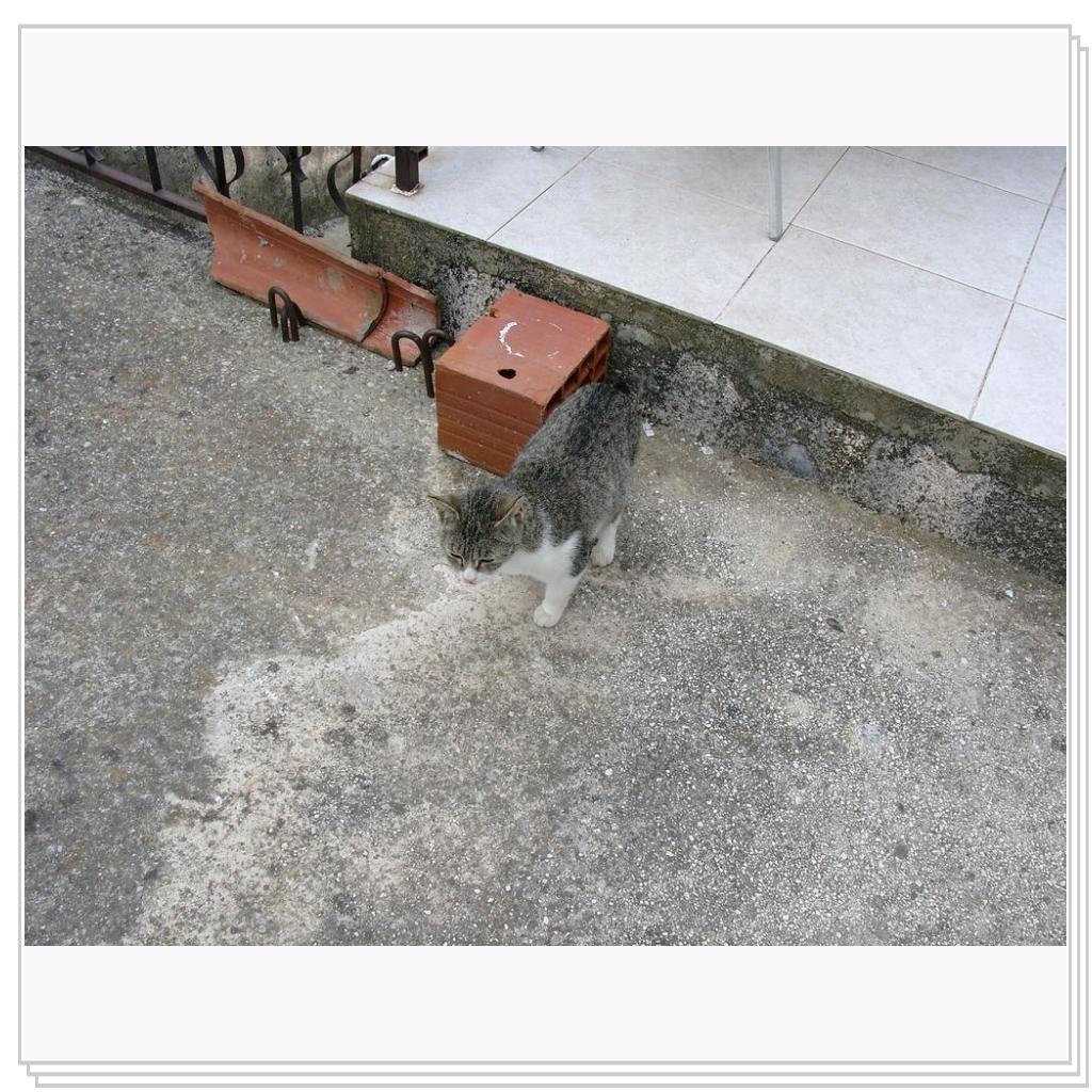 Кошка, живущая возле виллы, где мы снимали комнату