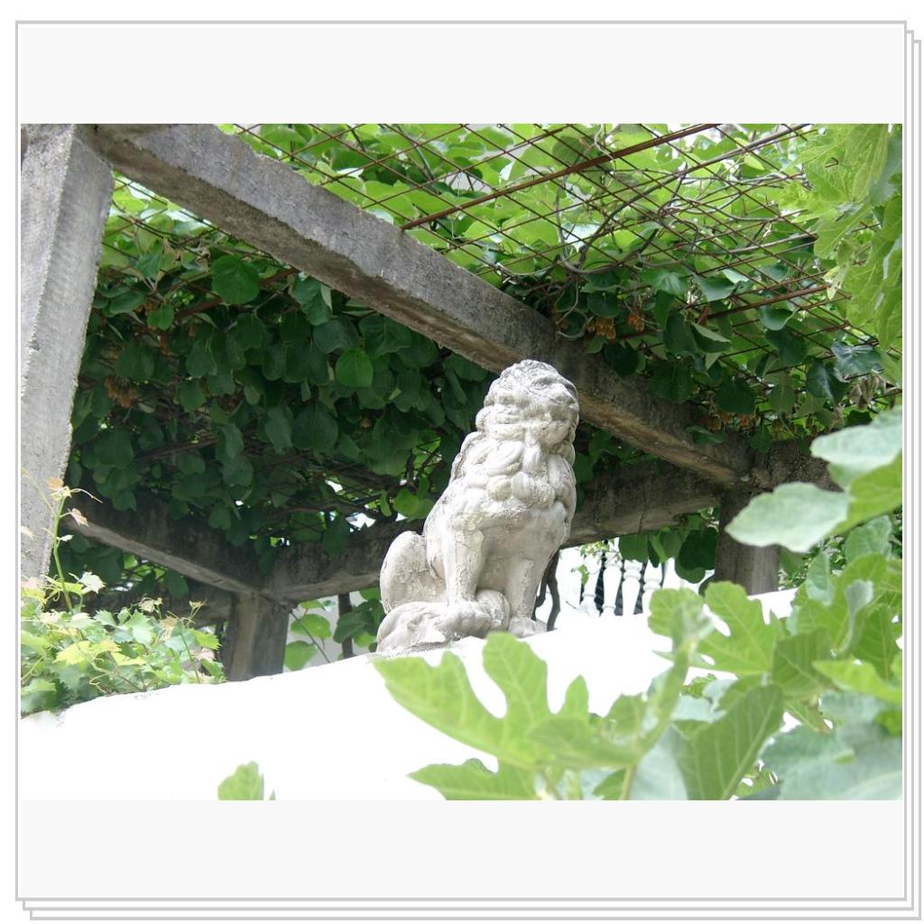 Кошки Черногории