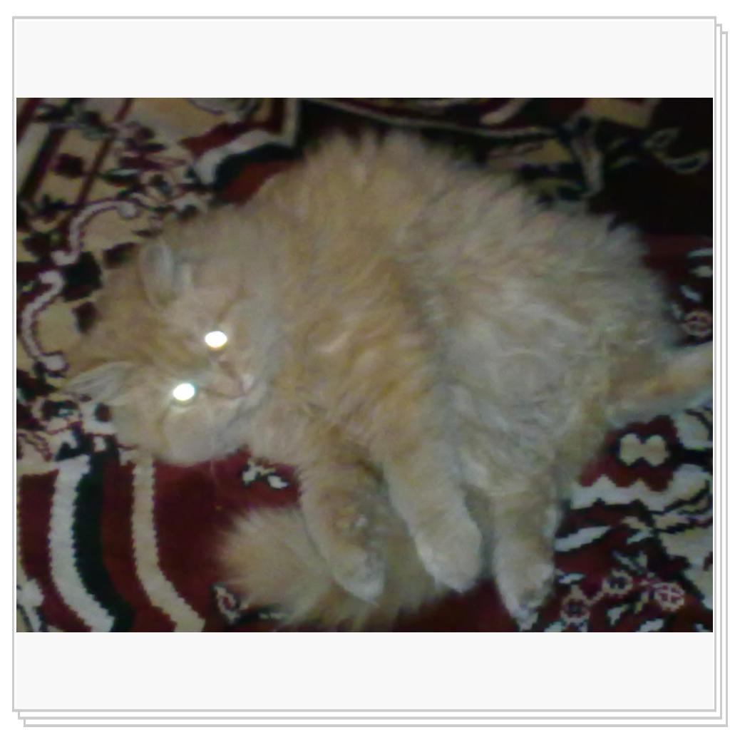 кошечка Лори