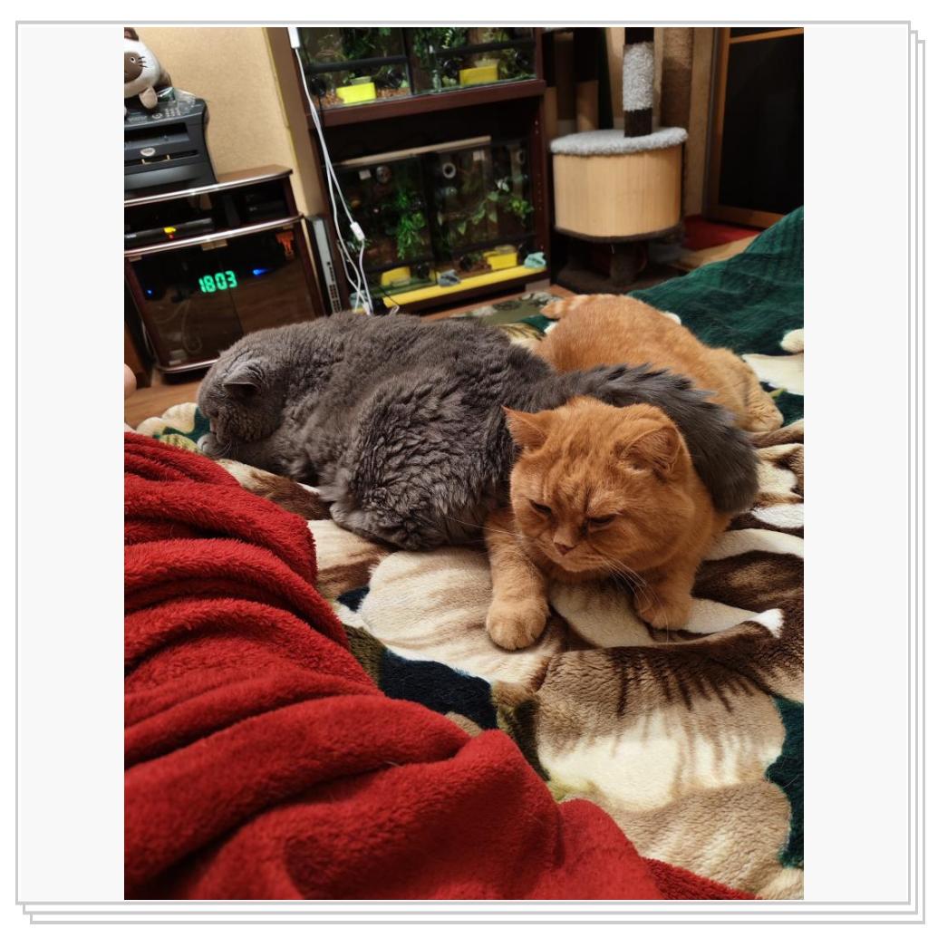 Хвост на коте)