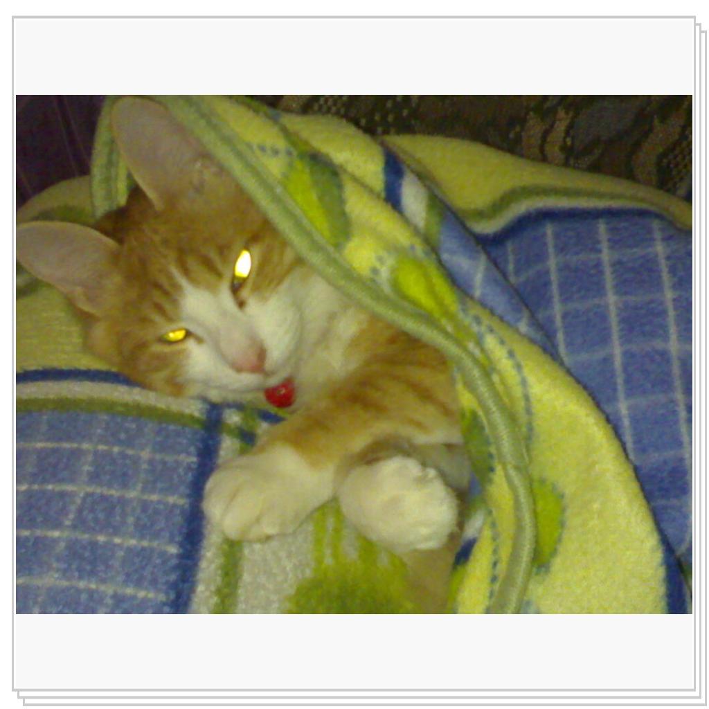 Мой котэ Вэлиодонс