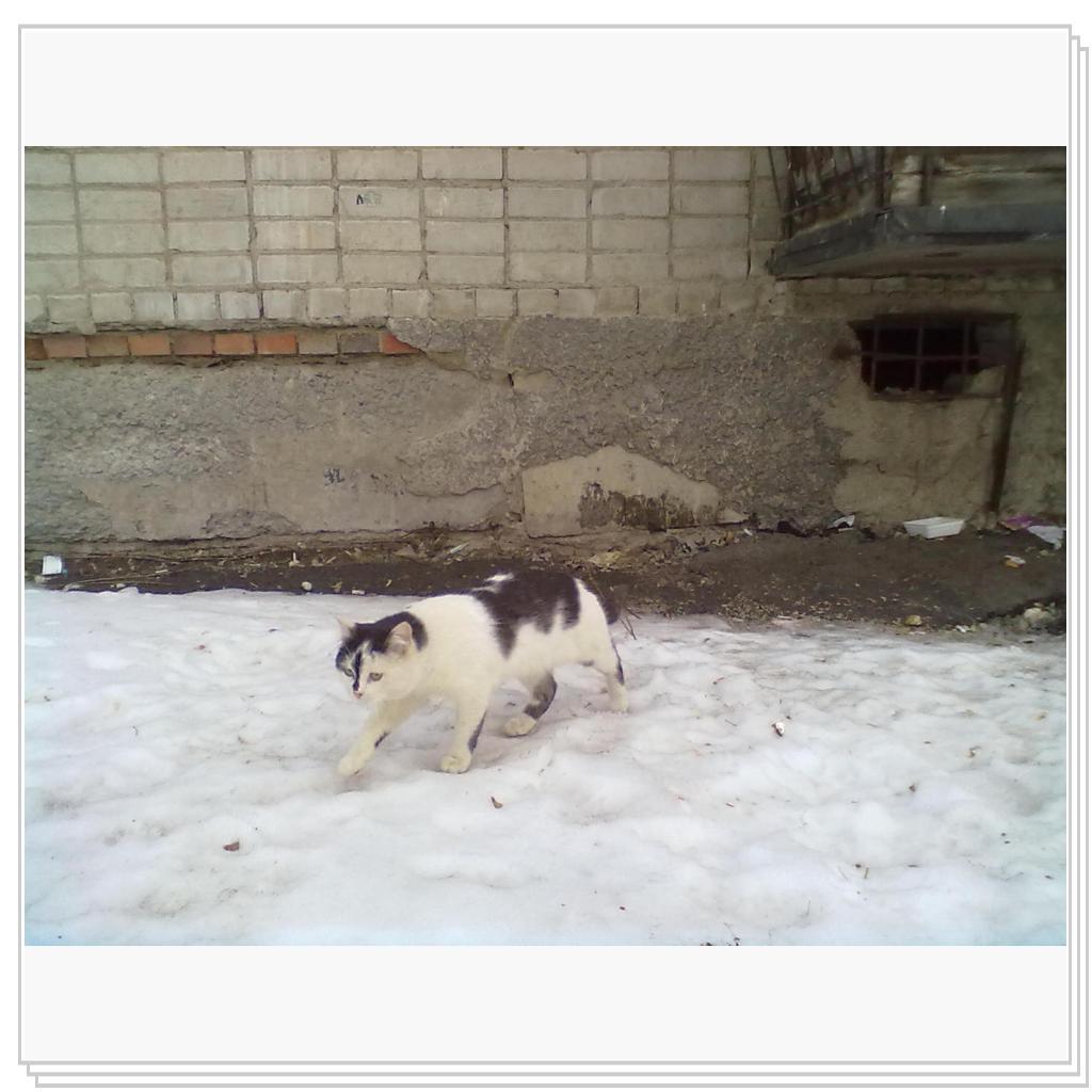 Мои Подопечные