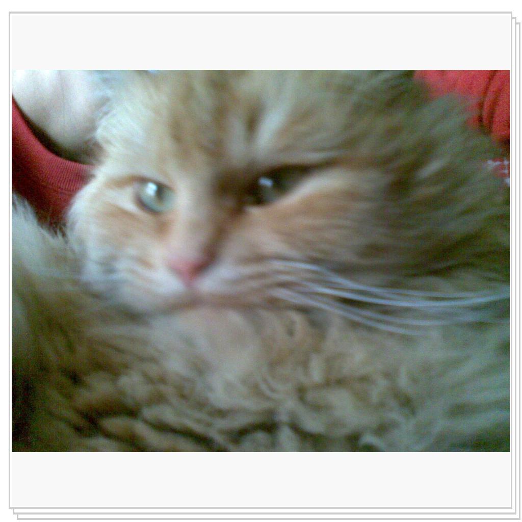 кошечка Лори