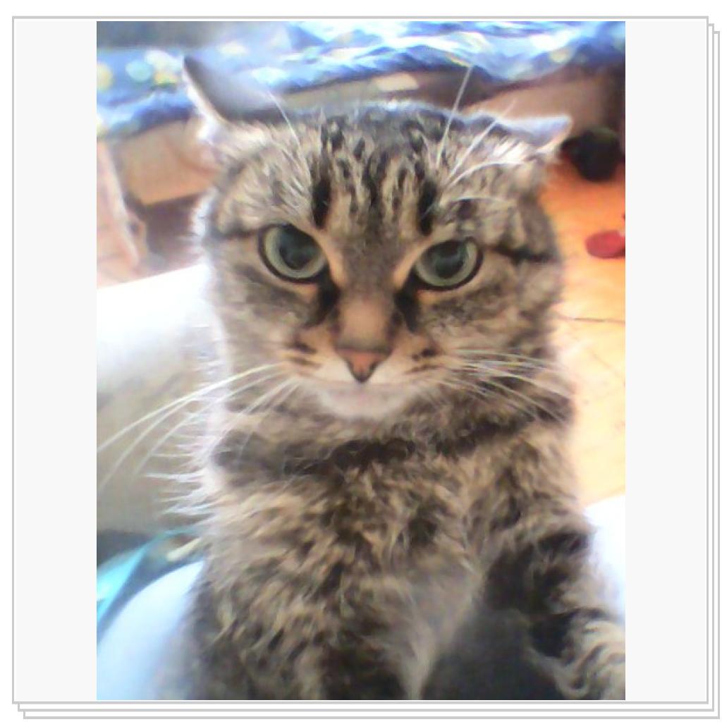 Любимицы Жуля и Муся))