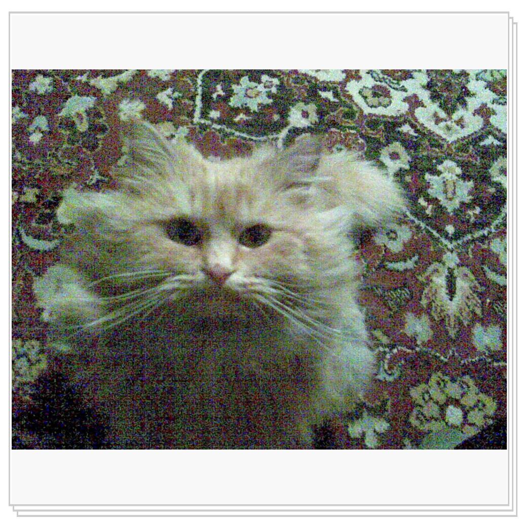 кошечка Лори