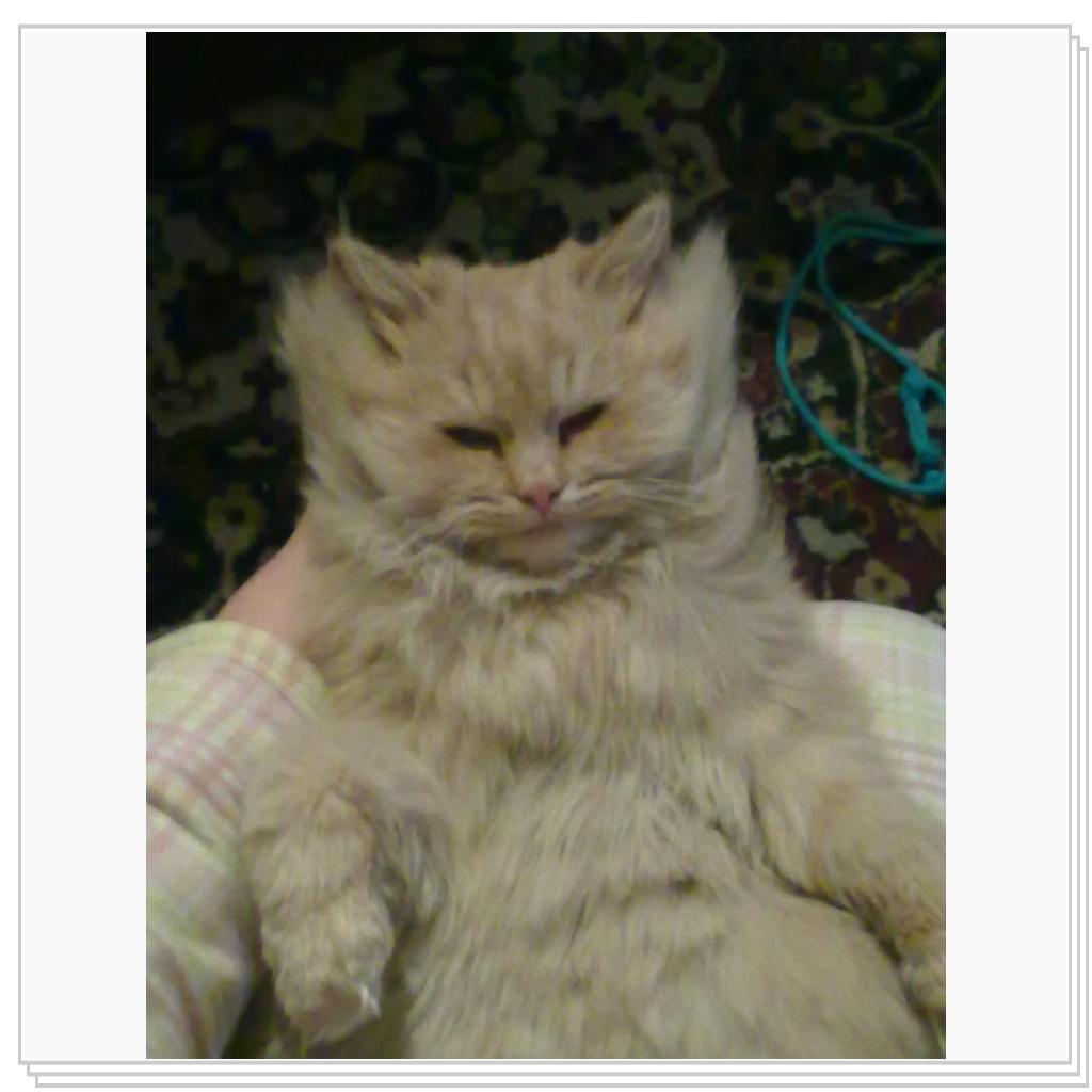 кошечка Лори