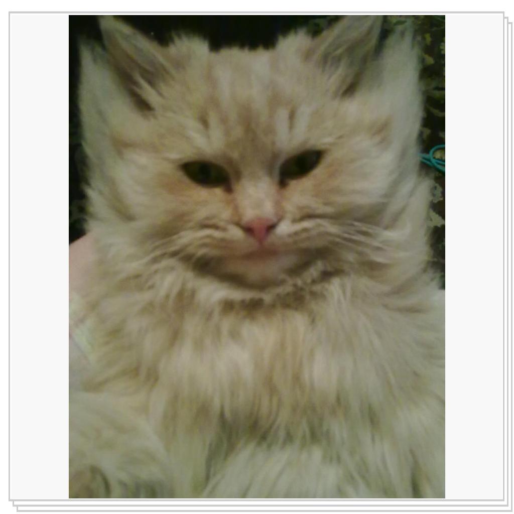 кошечка Лори