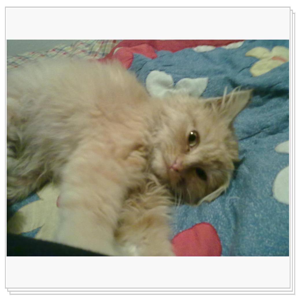 кошечка Лори