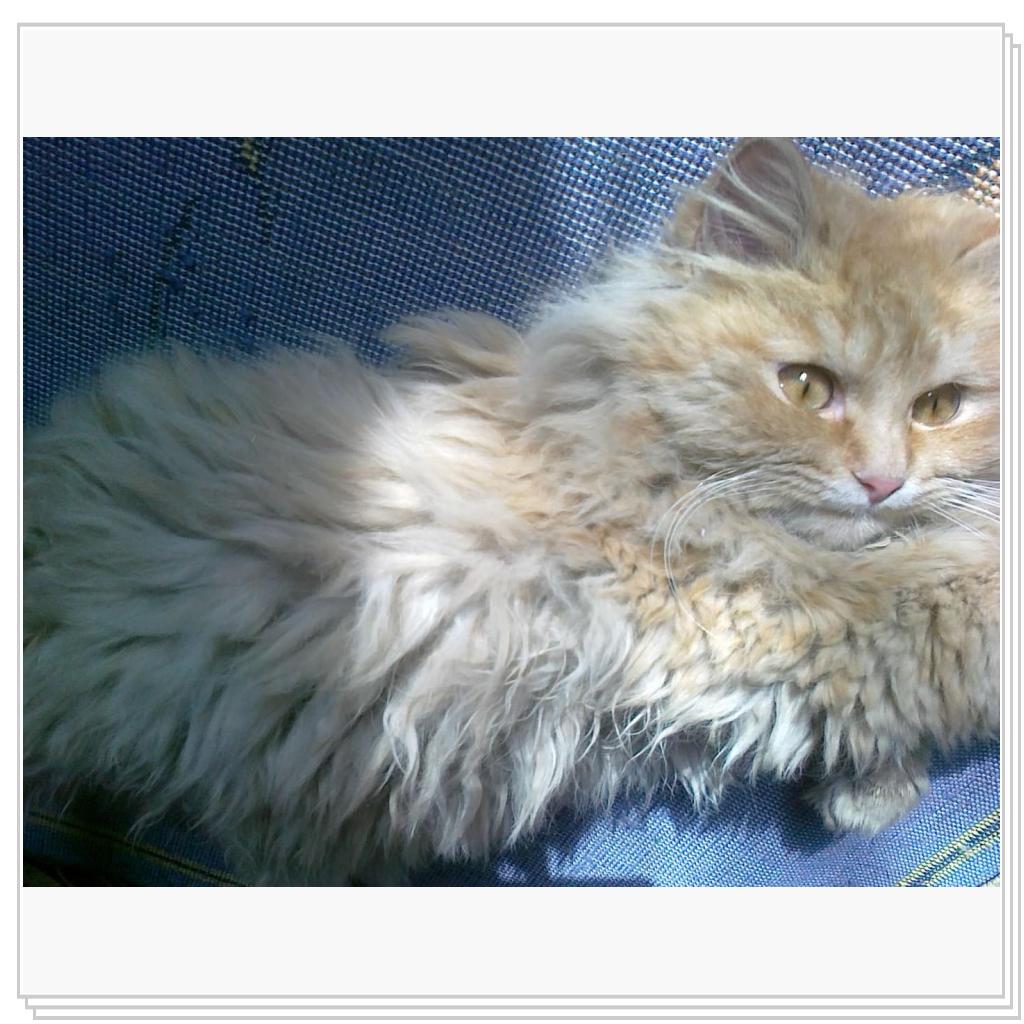 кошечка Лори