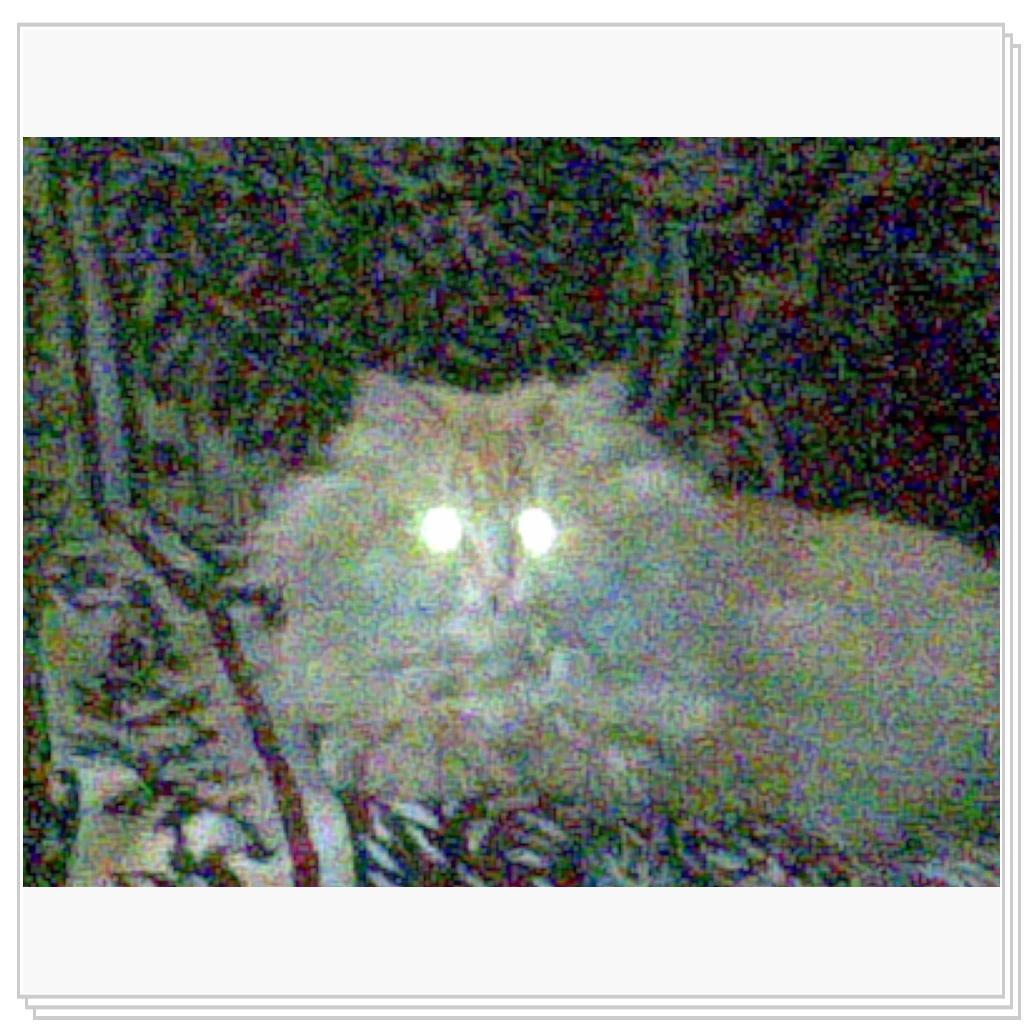 кошечка Лори