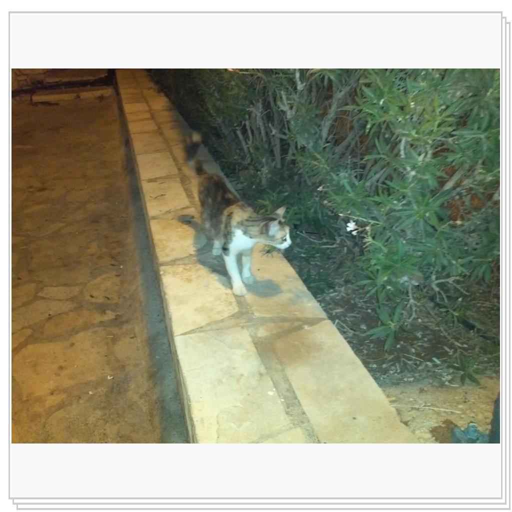 Кошки Кипра