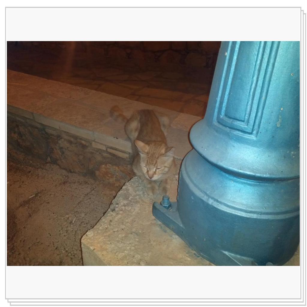 Кошки Кипра