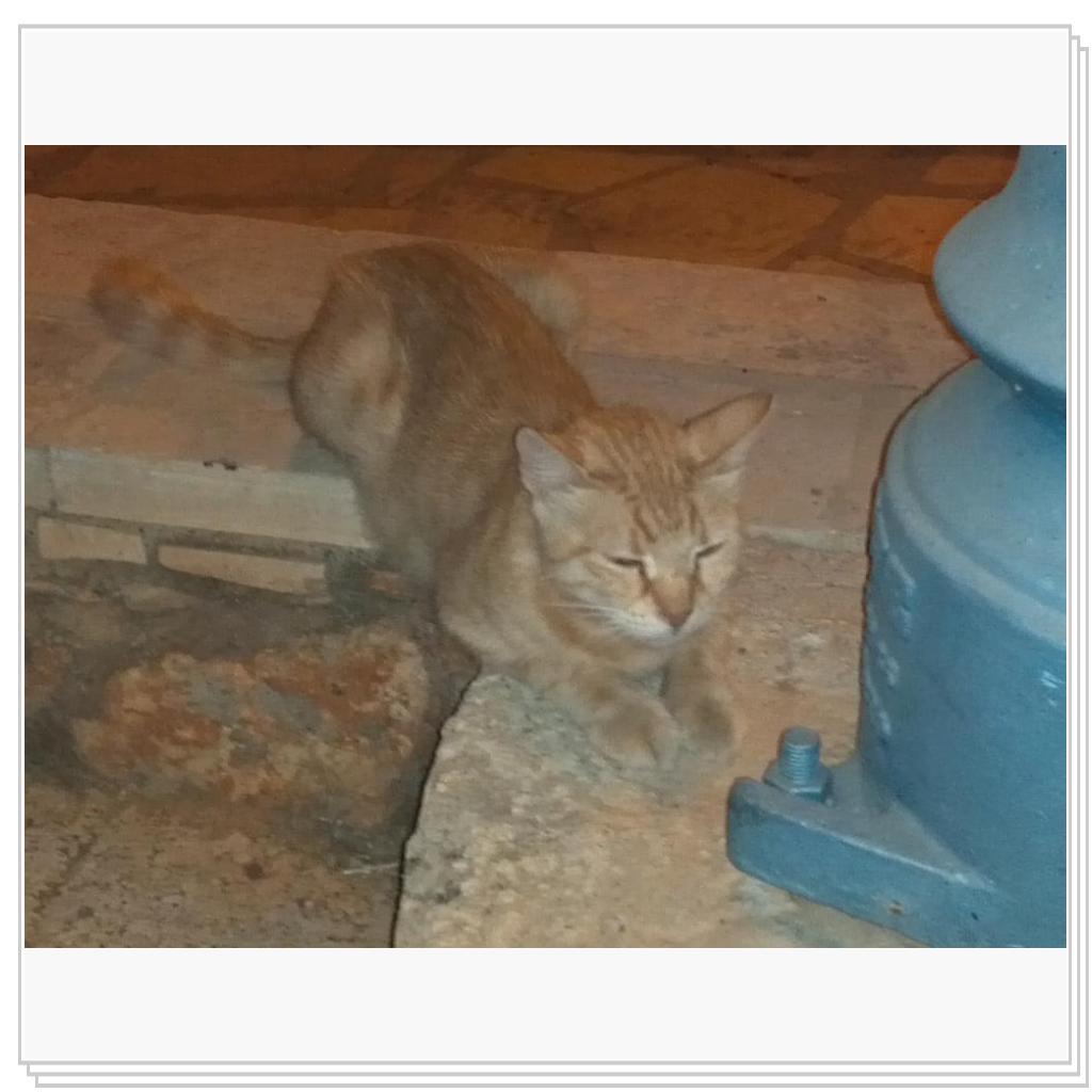 Кошки Кипра