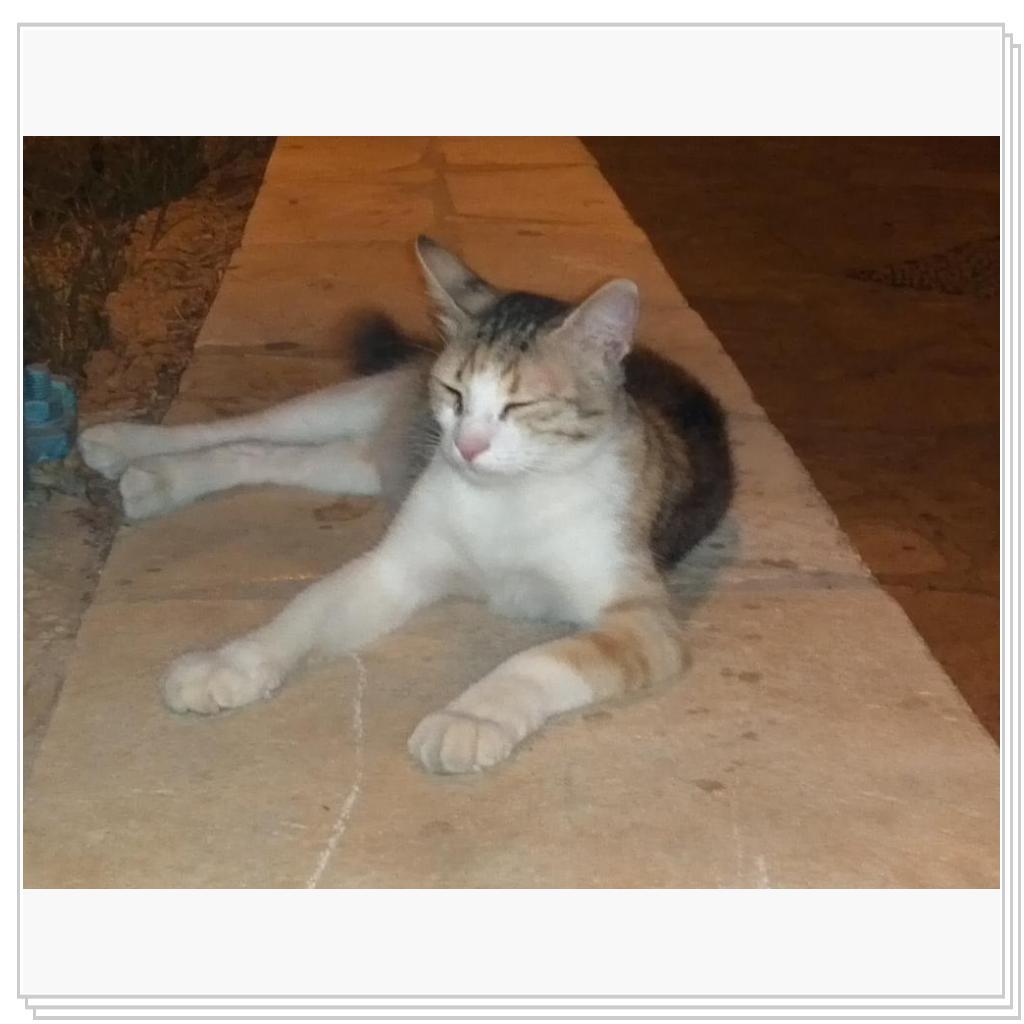 Кошки Кипра