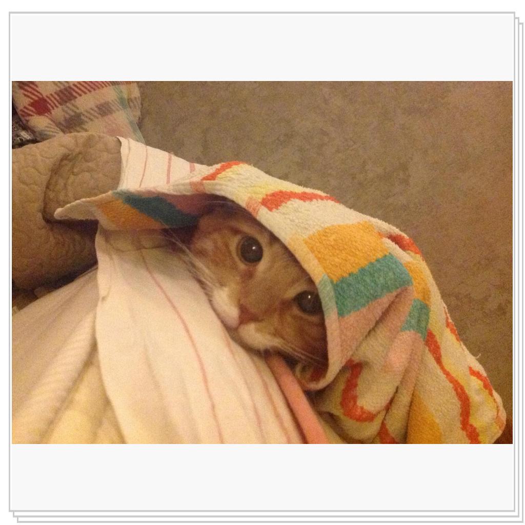 Не трогайте меня, я спрятался!