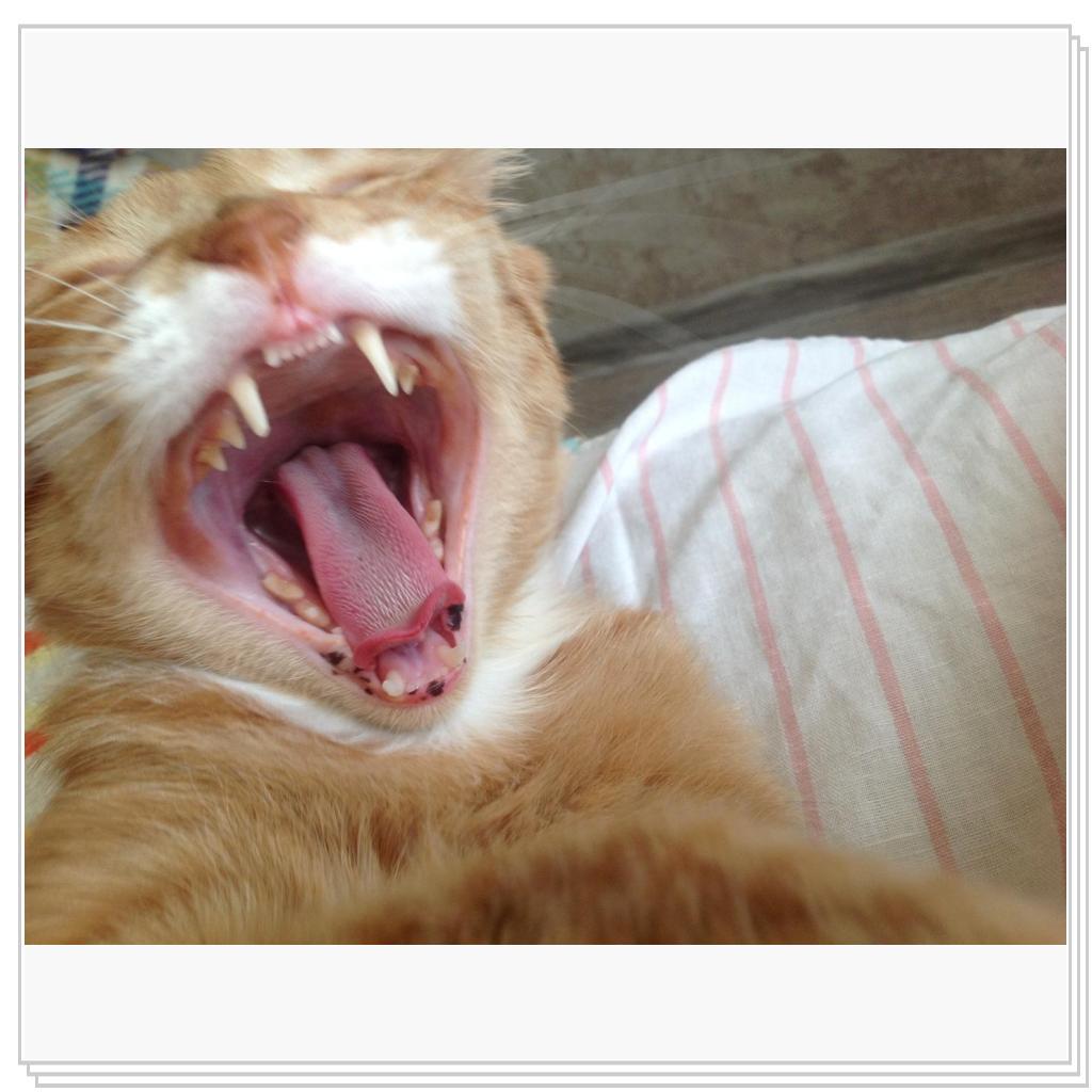 Рыжевский- крокодил!