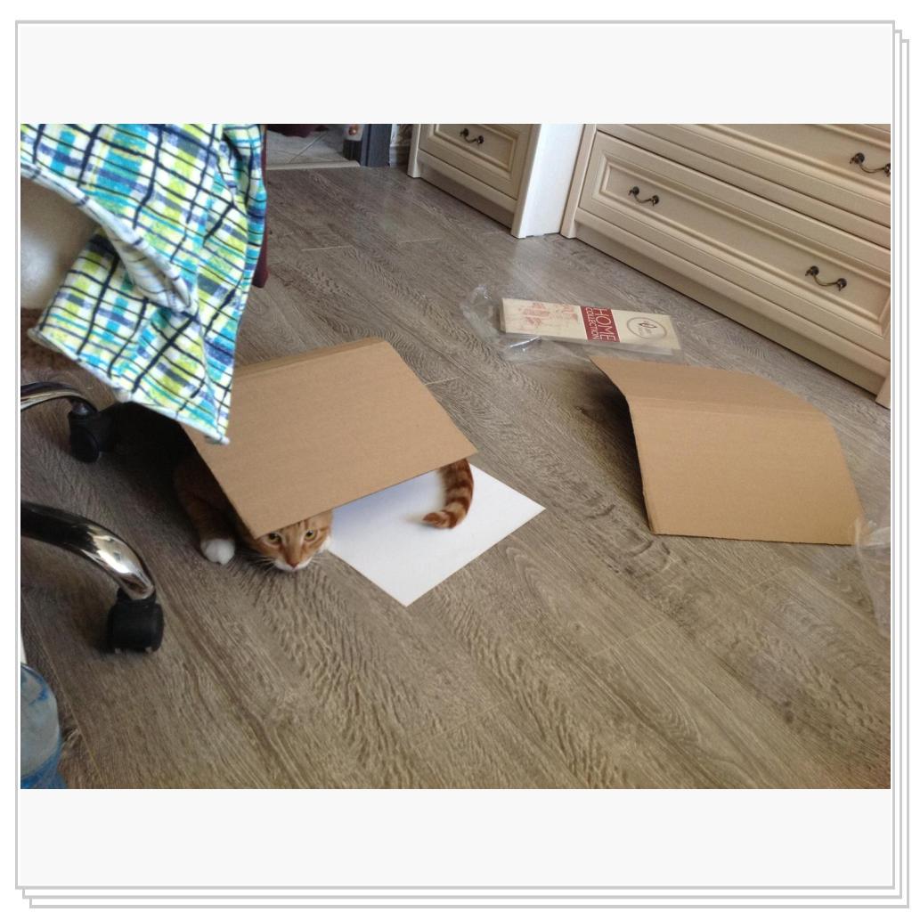 Любимая игрушка кошек- это коробка!
