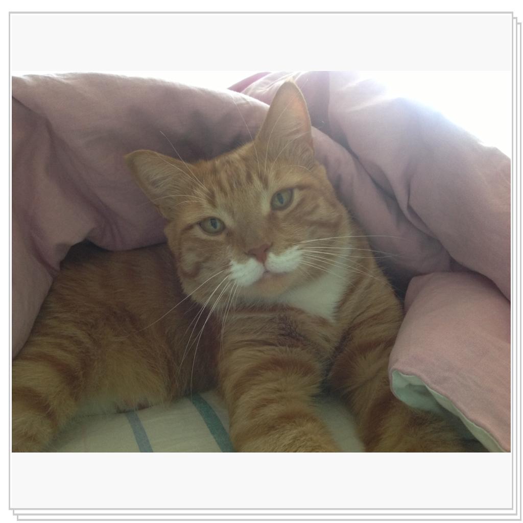 Рыжевский- барчук