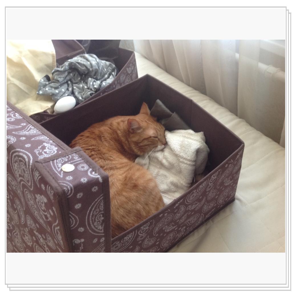 Спать в коробках-любимое занятие