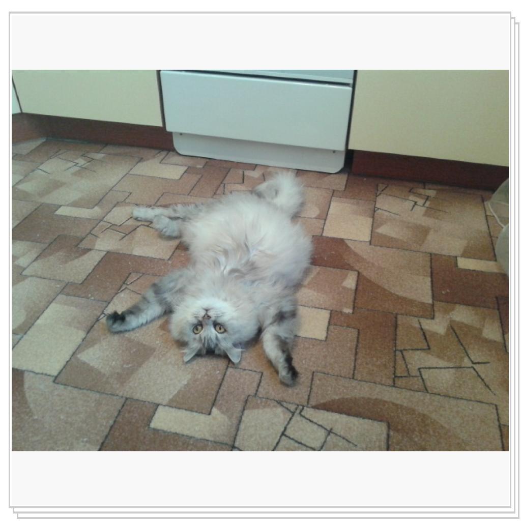 УРА!!! Хозяйки вернулись с дачи!!!!