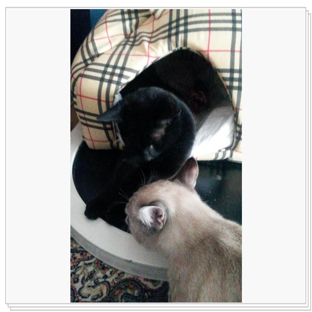 бонни с подружкой :)