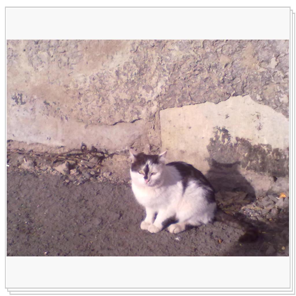 Мои Подопечные