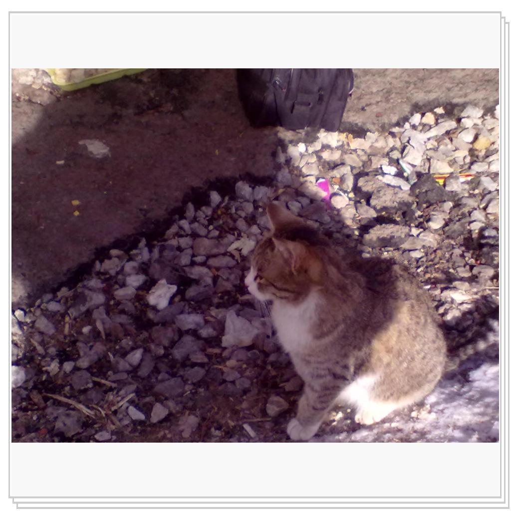 Мои Подопечные