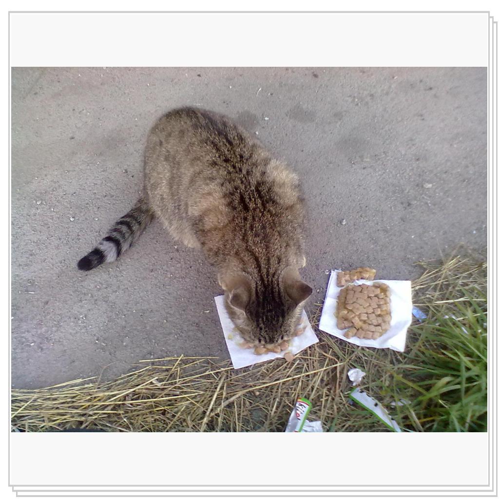 Бездомные Кошки