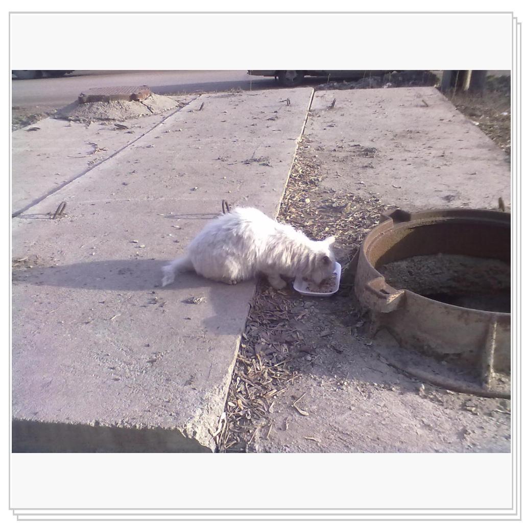 Кот из Колодца