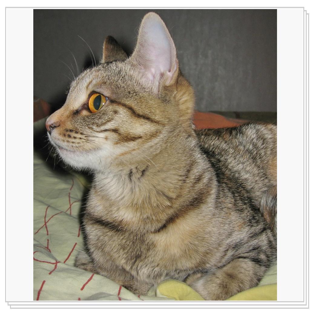 Чем не сфинкс?