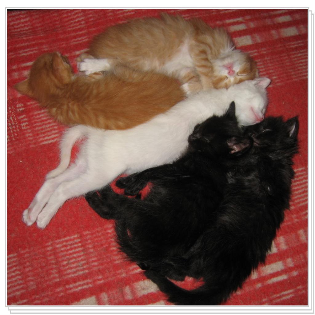 Разделил на мальчиков и девочек, можно спать спокойно!