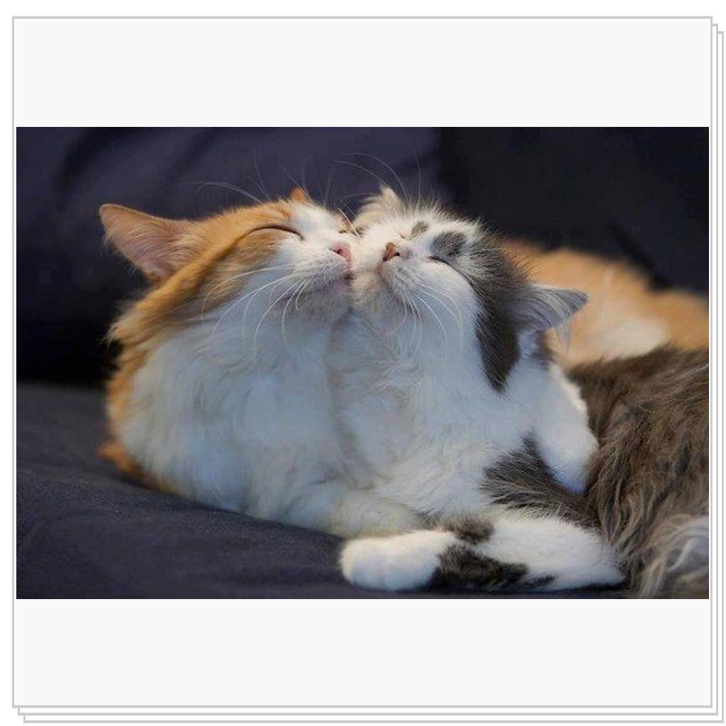 Просто кошки