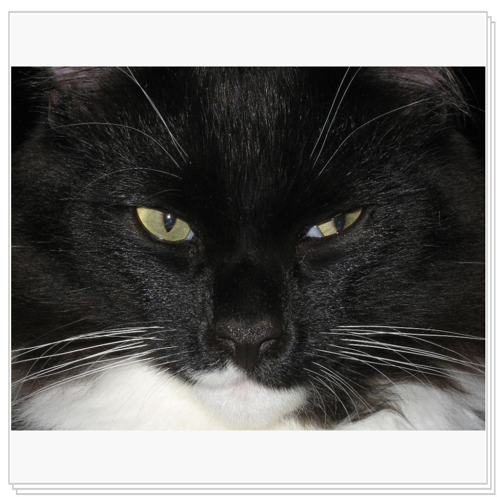 Явно родственники среди медведей есть...