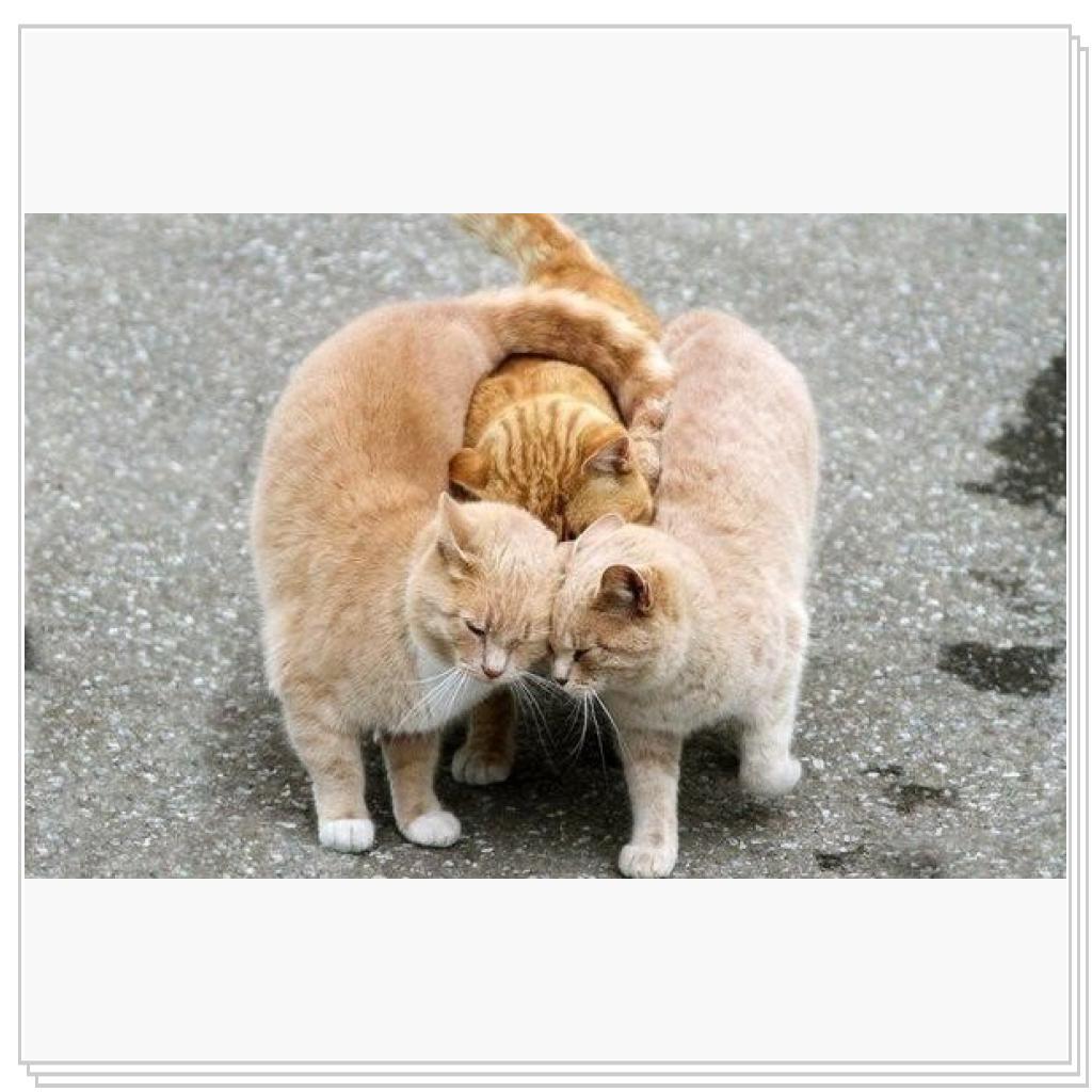 Просто кошки