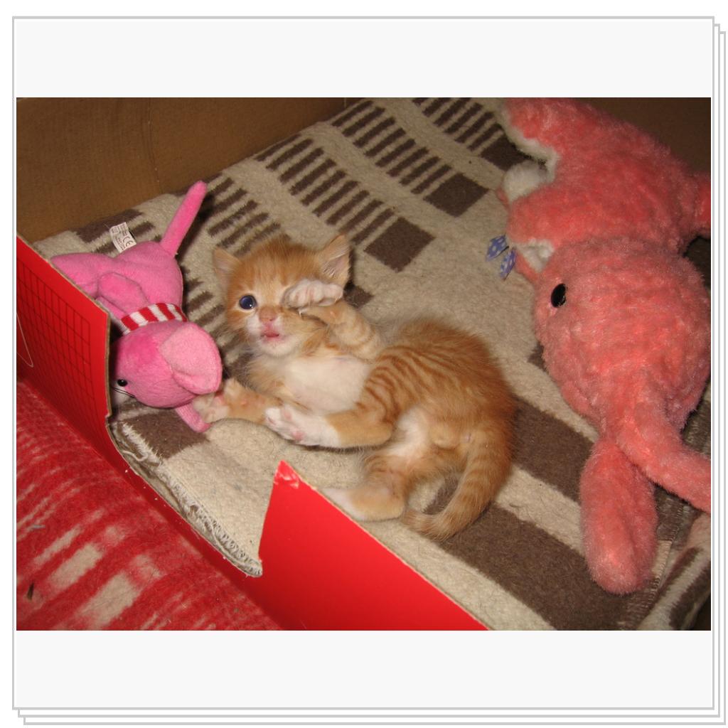 Не подходите близко, я тигренок, а не киска!