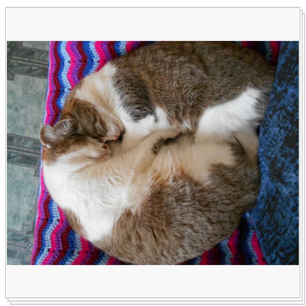 Просто кошки