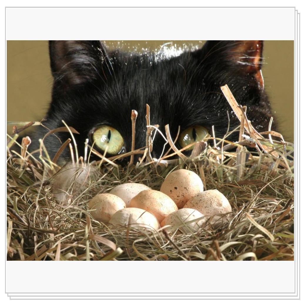 Сейчас съесть или подождать когда вылупятся?