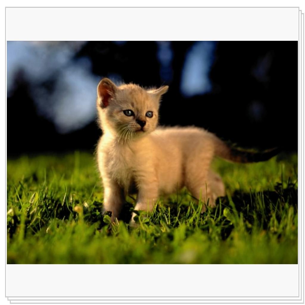 Просто кошки