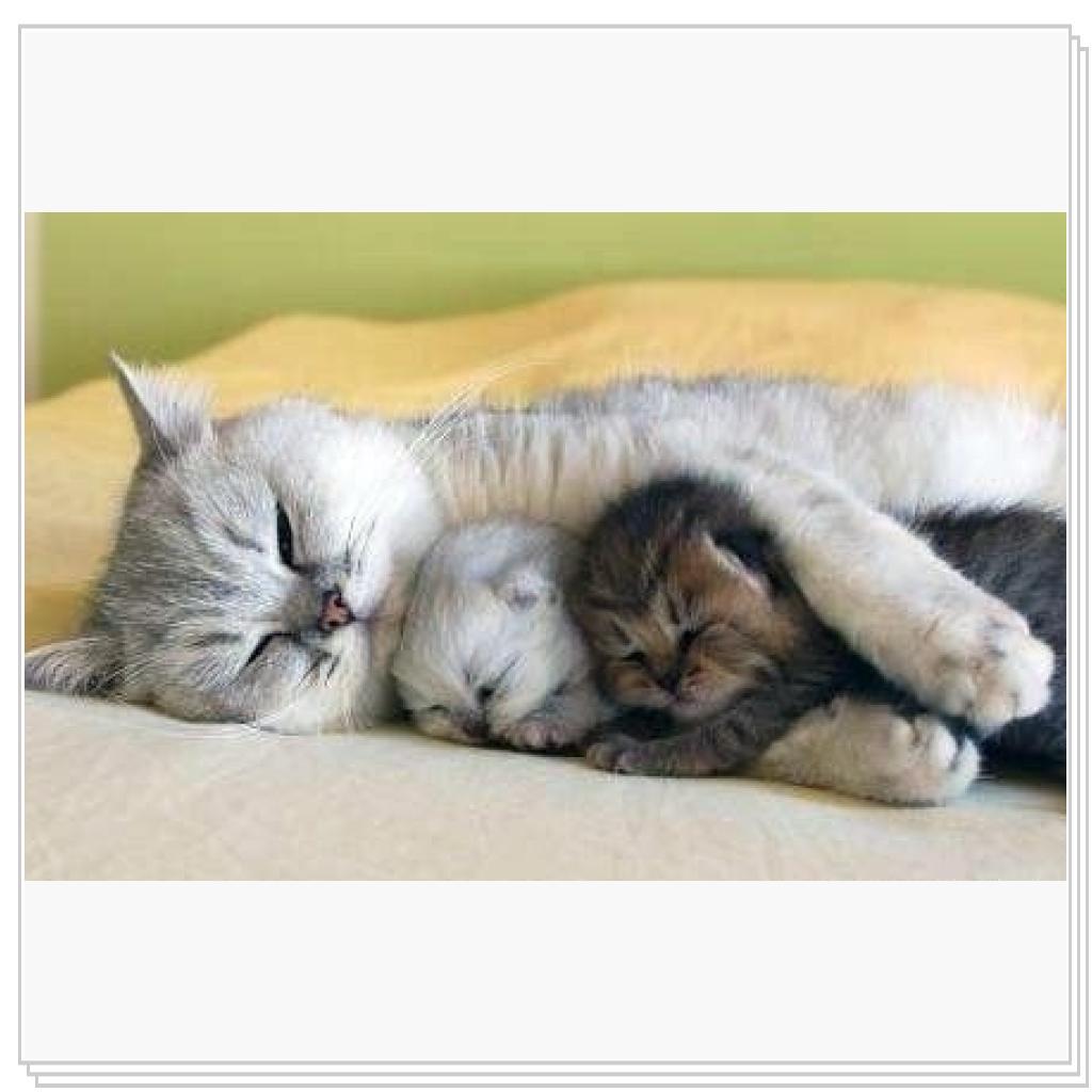 Просто кошки